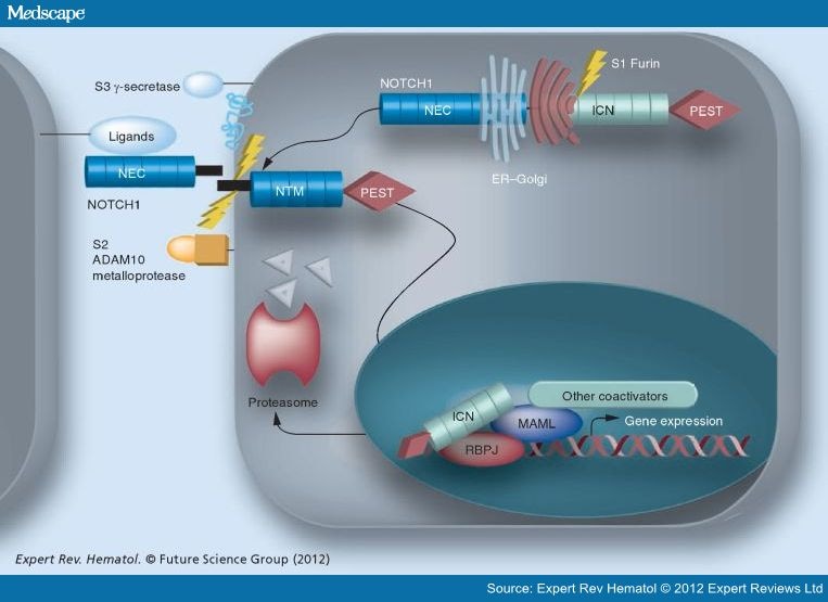 Molecular Genetics of High-Risk Chronic Lymphocytic Leukemia - Page 3