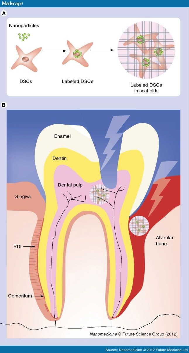 Nanomaterials and Stem Cells for Dental Tissue Regeneration