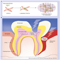 Nanomaterials and Stem Cells for Dental Tissue Regeneration - Page 6