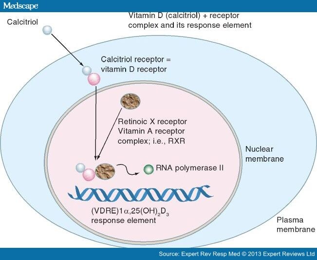 Effects of Vitamin D on Immune Disorders Page 2