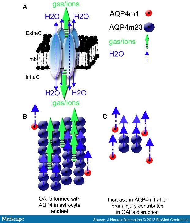 Aquaporin 4 in Cerebral Edema and Neuroinflammation