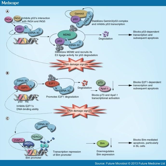 EBV Nuclear Protein EBNA-3C and B-Cell Proliferation - Page 4