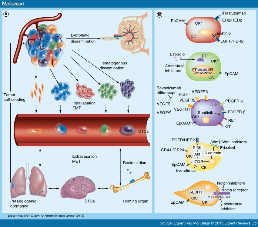 Characterization Of Circulating Tumor Cells In Breast Cancer Page