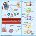 Characterization of Circulating Tumor Cells in Breast Cancer - Page 8
