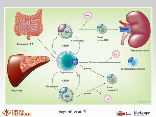 Evaluating the Relationship Between Hypertriglyceridemia and ...