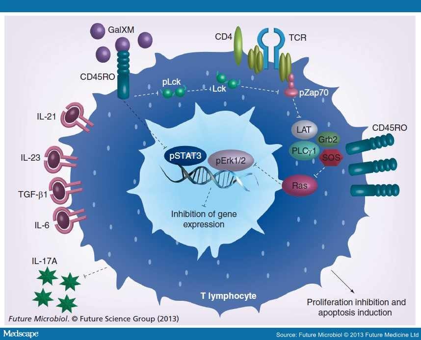 Immunological Function of the Cryptococcus neoformans Capsule - Page 3