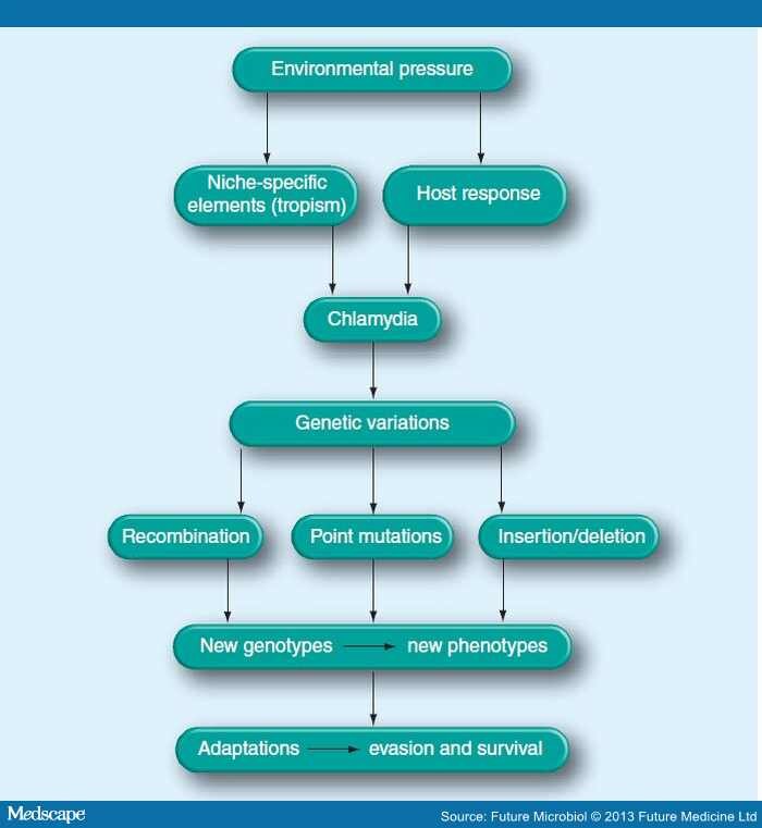 Variation in Chlamydia trachomatis and Their Hosts