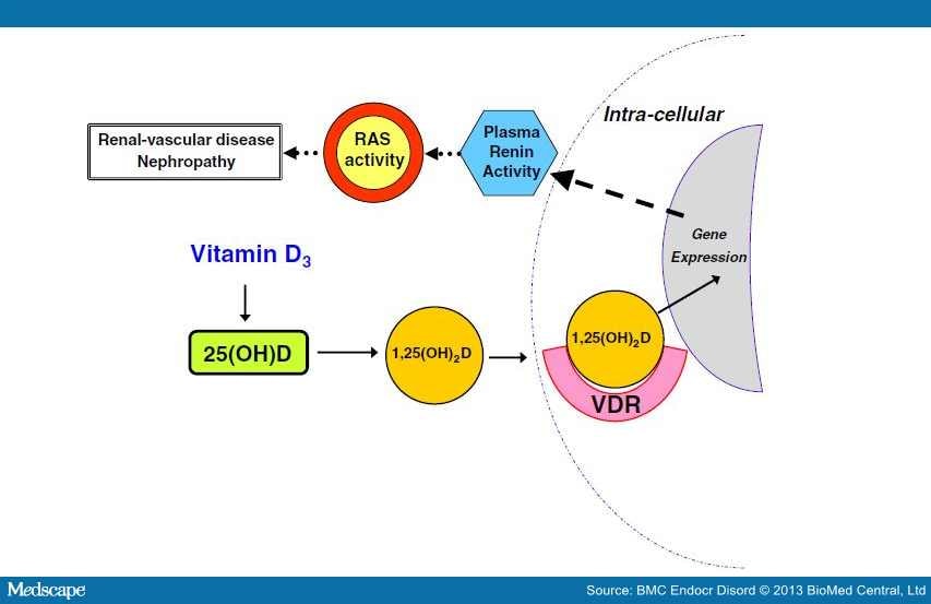 Mechanisms of Vitamin D Agonists in Diabetic Kidney Disease Page 2