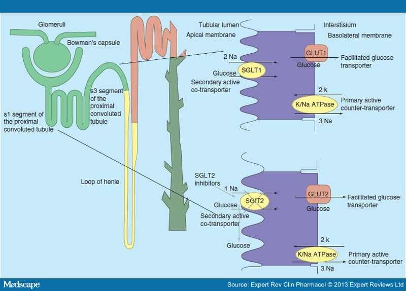 vs structure glucose New in a Diabetes Inhibitors, SGLT2 Approach Treatment