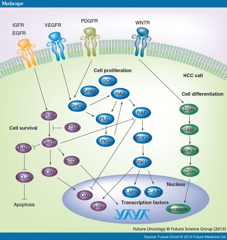 Systemic Therapies In Hepatocellular Carcinoma - Page 3