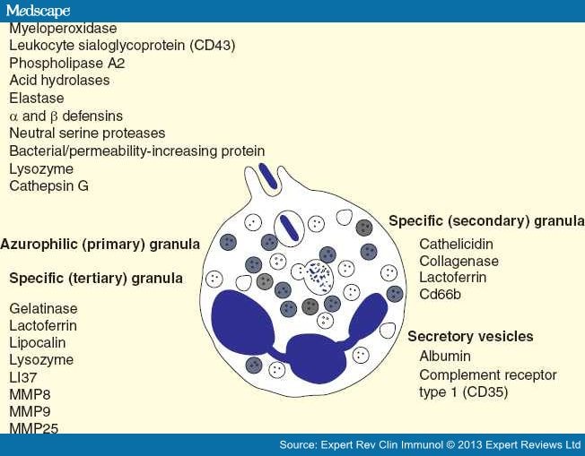 Neutrophils and Emerging Targets for Treatment in COPD