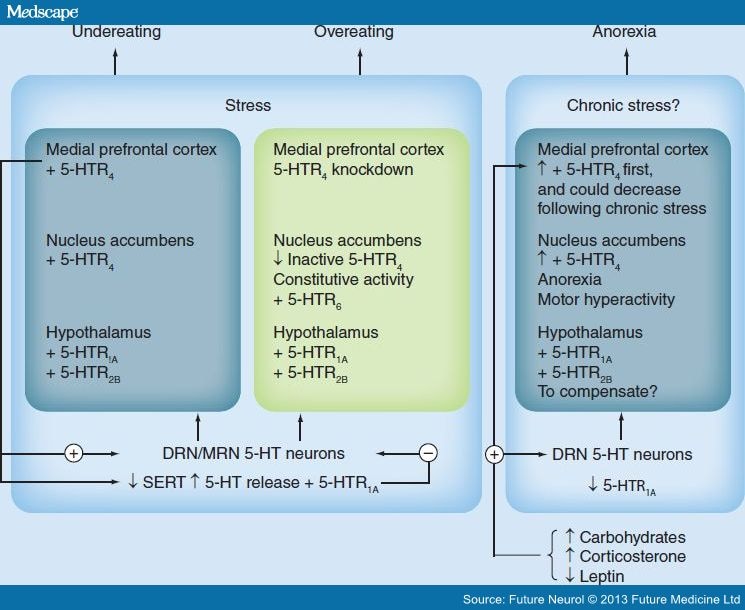 Under- to Over-Eating: How Do Serotonin Receptors Contribute? - Page 5