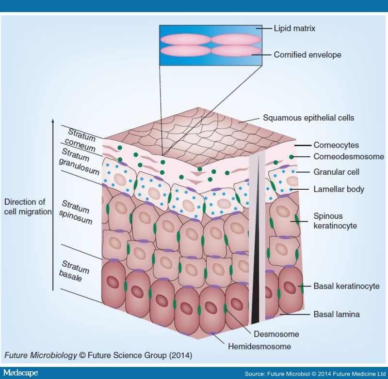 Staphylococci: Colonizers and Pathogens of Human Skin - Page 2