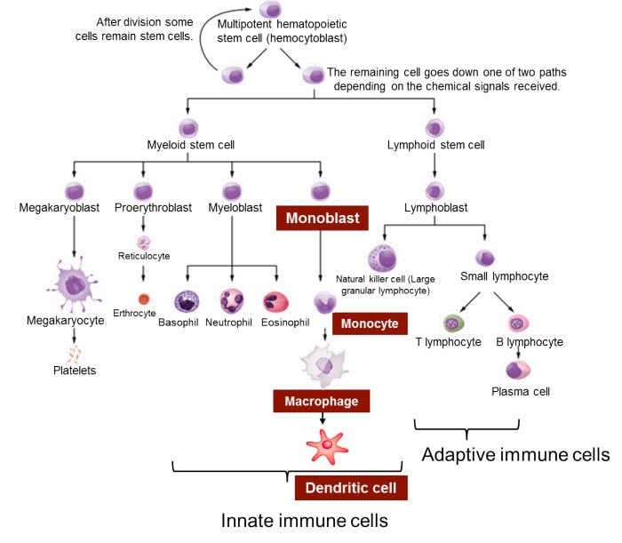 Concepts in Immuno-oncology: Understanding the Key Players