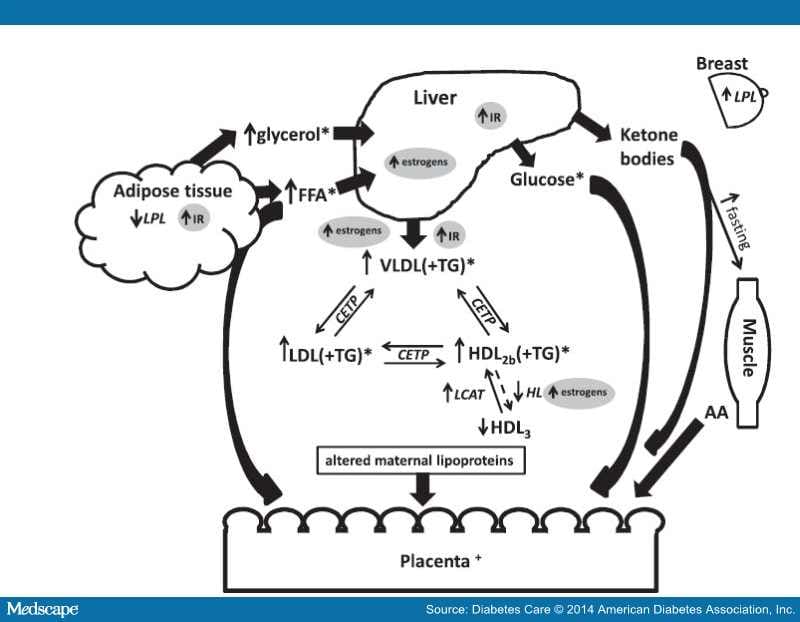 Normalizing Metabolism in Diabetic Pregnancy: Lipids - Page 2