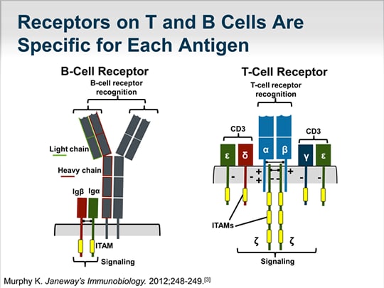 Immune Checkpoint Inhibition: Unfettered T Cells Can Control and ...