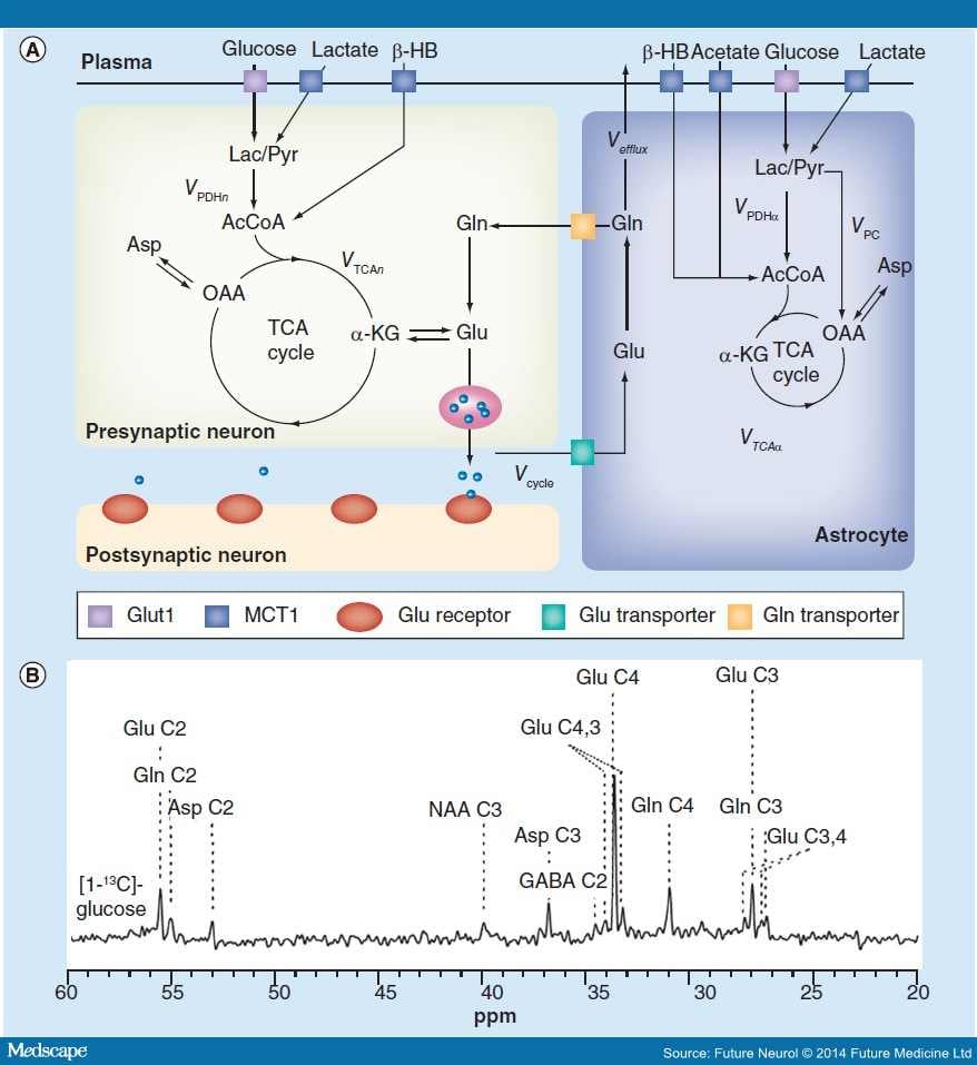 New Imaging Techniques Reveal Metabolism Of The Aging Brain - Page 2