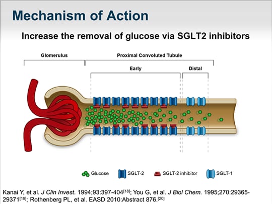 The Kidney And Glucose Homeostasis: Why Target SGLT2 In Diabetes ...