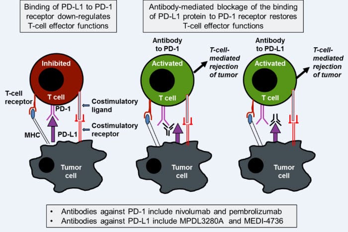 The Immune Checkpoint Revolution in Advanced NSCLC: Implications for ...