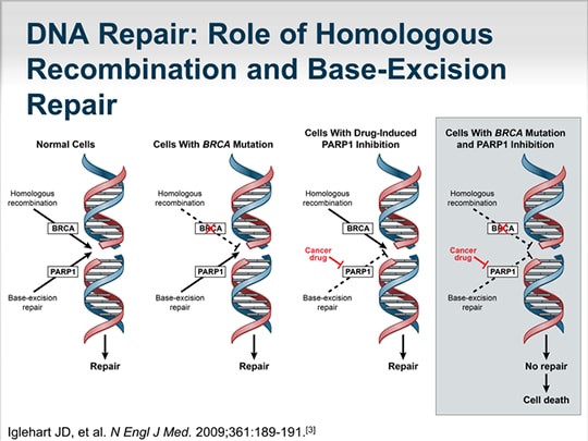 PARP Inhibitors In BRCA-Driven Cancers: A New Frontier (Transcript)