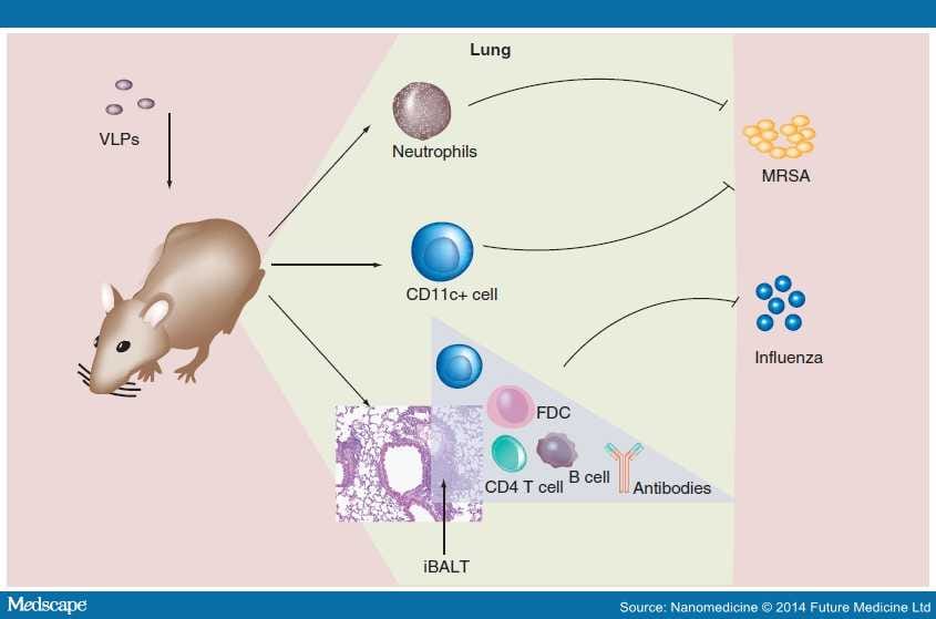 VLPs for Inducing Protective Immune Responses in the Lung