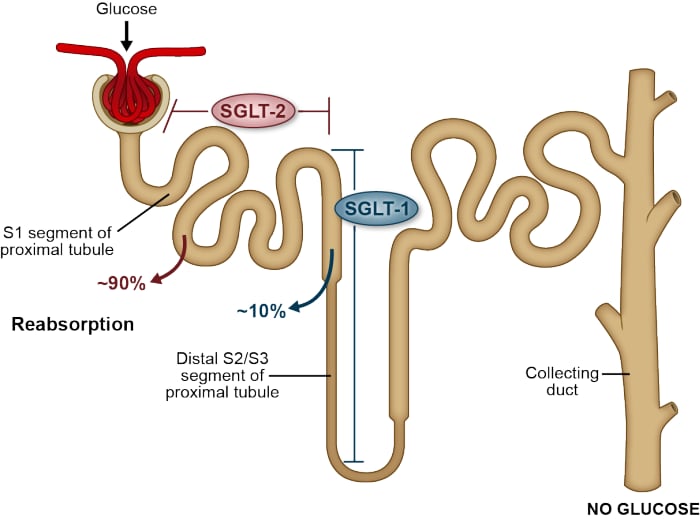 Modern Oral Agents in Clinical Practice: Where do SGLT2 Inhibitors Fit?