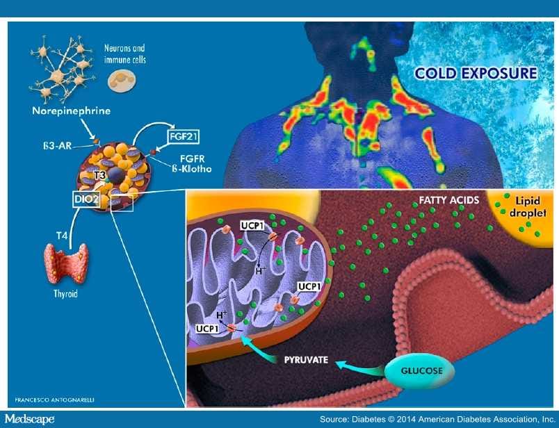 Brown Adipose Tissue and the Cold War Against Obesity