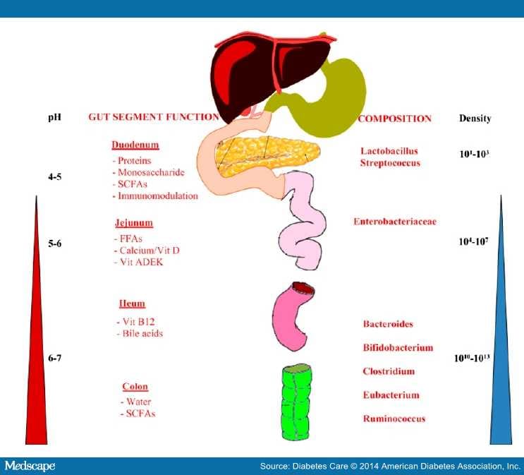 Role of the Microbiome in Obesity and Type 2 Diabetes