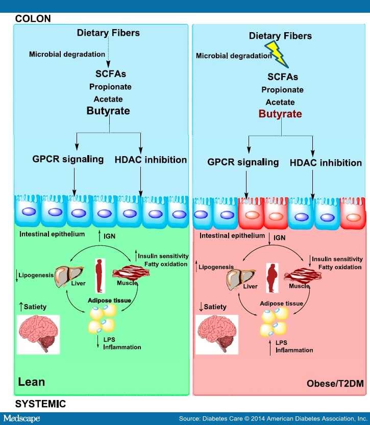 Role of the Microbiome in Obesity and Type 2 Diabetes - Page 3