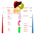 Role of the Microbiome in Obesity and Type 2 Diabetes