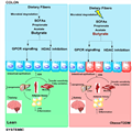 Role of the Microbiome in Obesity and Type 2 Diabetes - Page 3