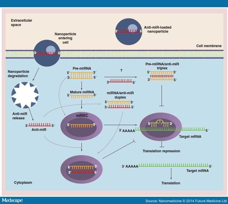 Strategies to Antagonize miRNA Functions - Page 4