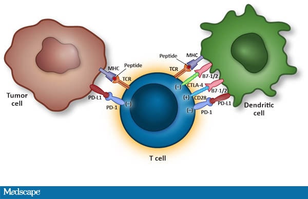 Hiding in Plain Sight: How HIV Evades Innate Immune Responses: Cell