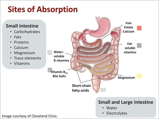 Clinical Considerations in the Management of Short Bowel Syndrome ...