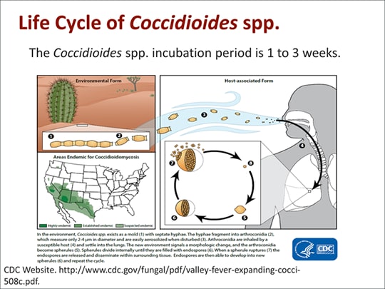 Valley Fever: Timely Diagnosis, Early Assessment, and Proper Management