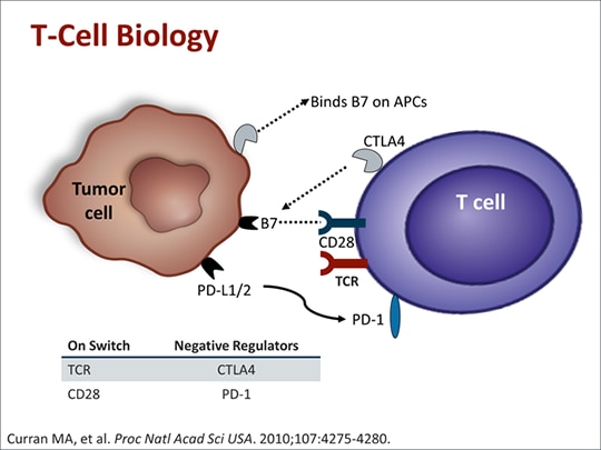 Bladder Cancer And Cancer Immunotherapy: A New Path Forward