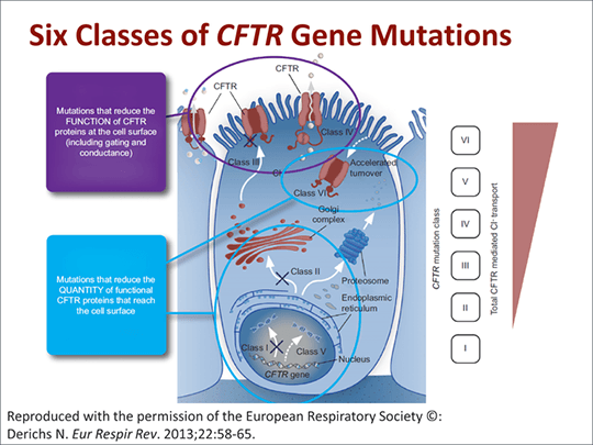 Evaluating Effects of CFTR Modulation in Cystic Fibrosis