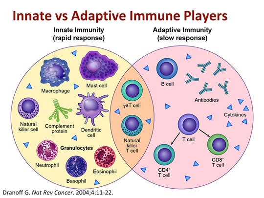 Hiding in Plain Sight: How Cancer Evades the Immune System (Transcript)