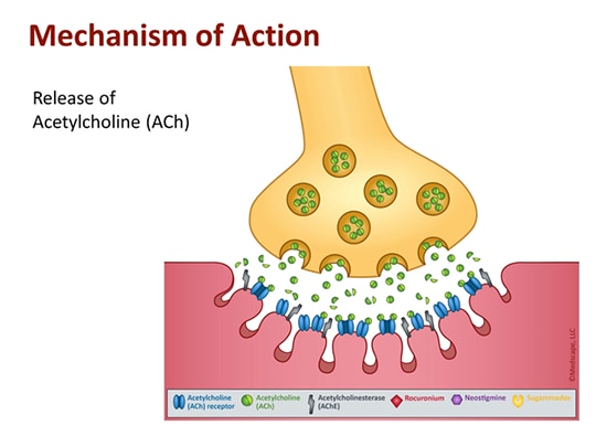 New Approaches to the Safe and Effective Reversal of Neuromuscular ...