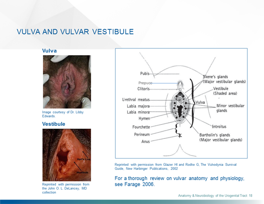 Fourchette vulvaire anatomie - mincir