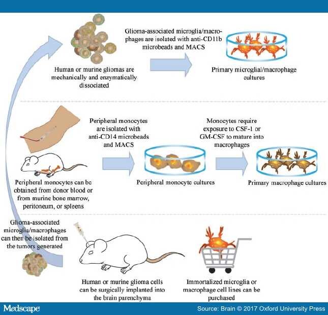 Microglia And Macrophages Targets For Glioblastoma Therapy