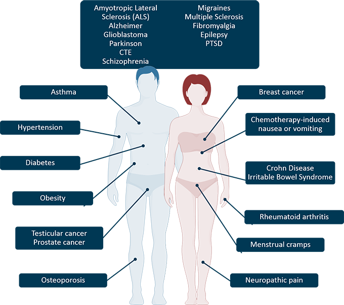 The Basis of Cannabinoid Therapeutics: What You Need to Know