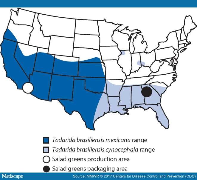 Rabies Prophylaxis After Eating Salad Containing a Bat Carcass