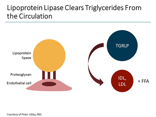 Residual Risk After Statin Therapy: Role of Triglyceride-Rich Lipoproteins