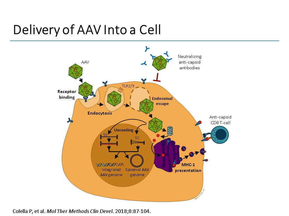 The Science Of Gene Therapy For Hemophilia