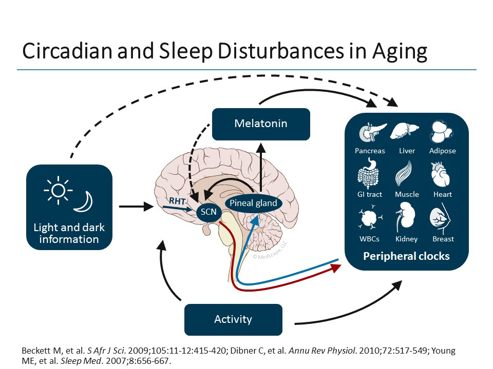Understanding the Nature of Sleep and How it Changes With Age