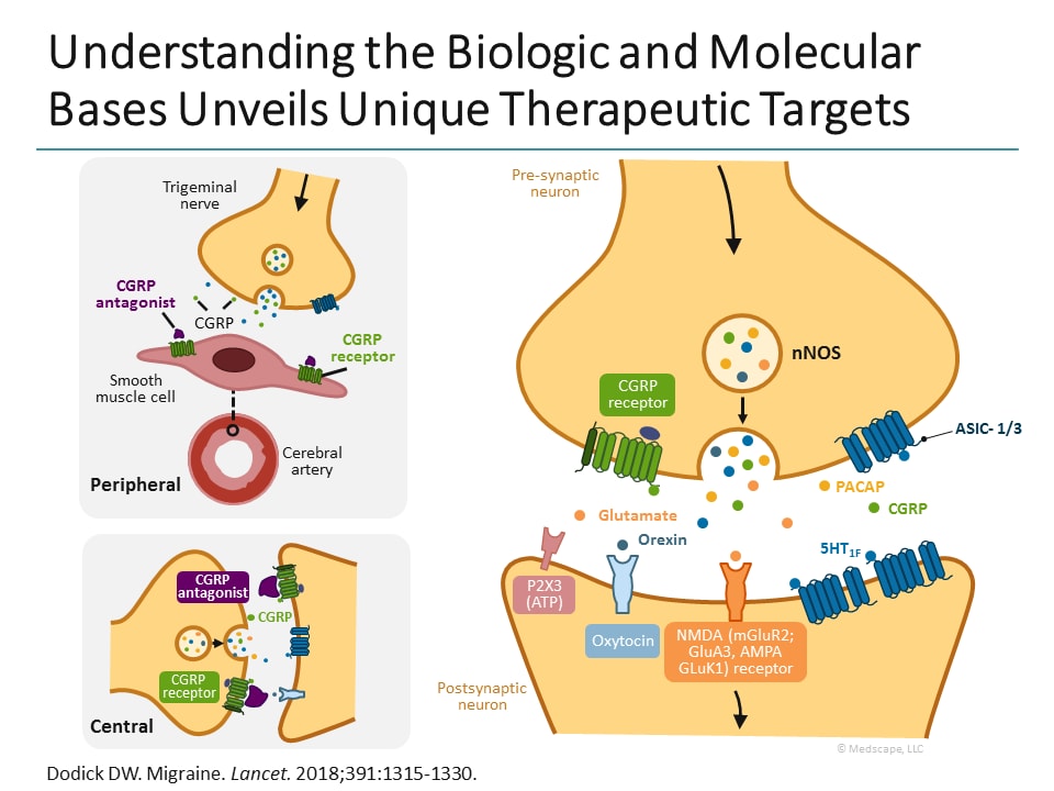 The Biologic Basis Of Migraine (Transcript)