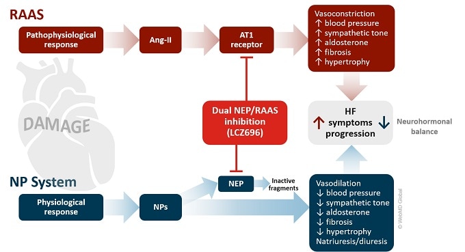 The Clinical Science of Heart Failure: Dual-Action Molecules in Perspective