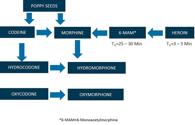 Pain Management And Opioids: Balancing Risks And Benefits