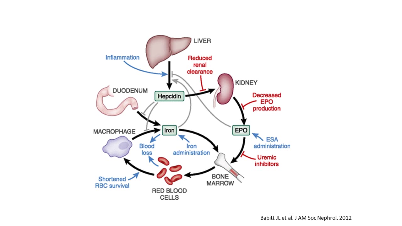 Managing Anemia in Chronic Kidney Disease: What Does the Future Hold?